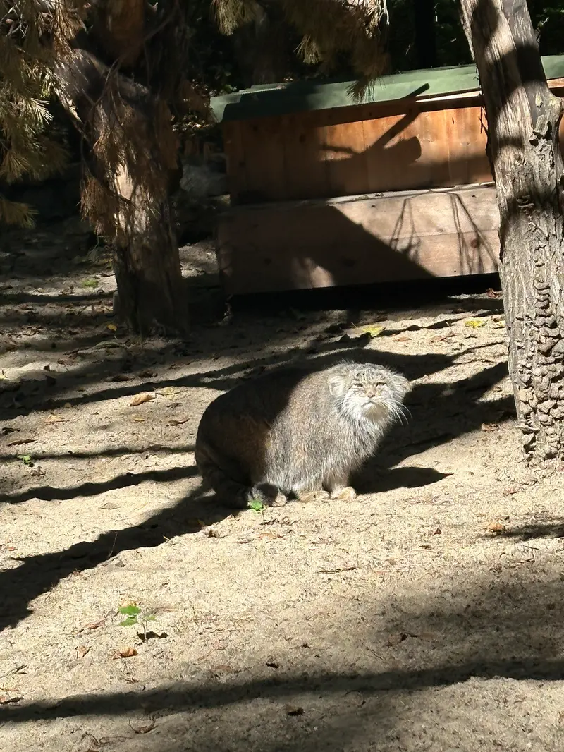 ノヴォシビルスク動物園のミアの写真