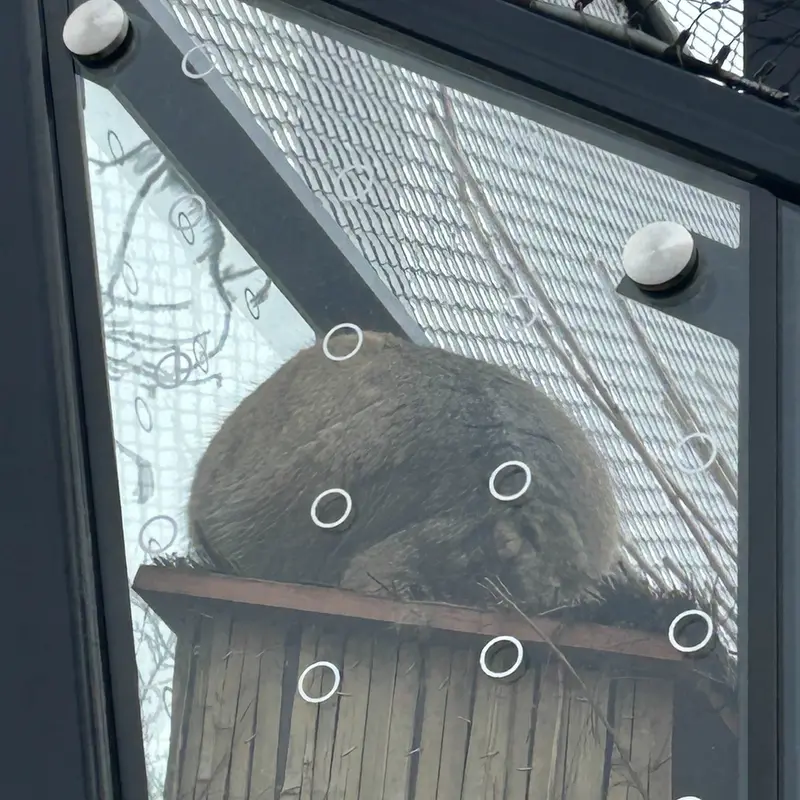 プラハ動物園のスパイの写真