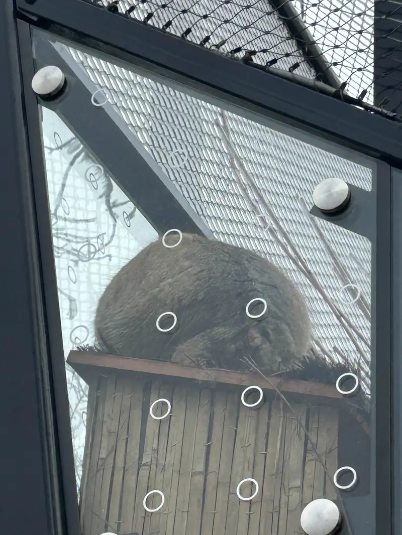 プラハ動物園のスパイの写真