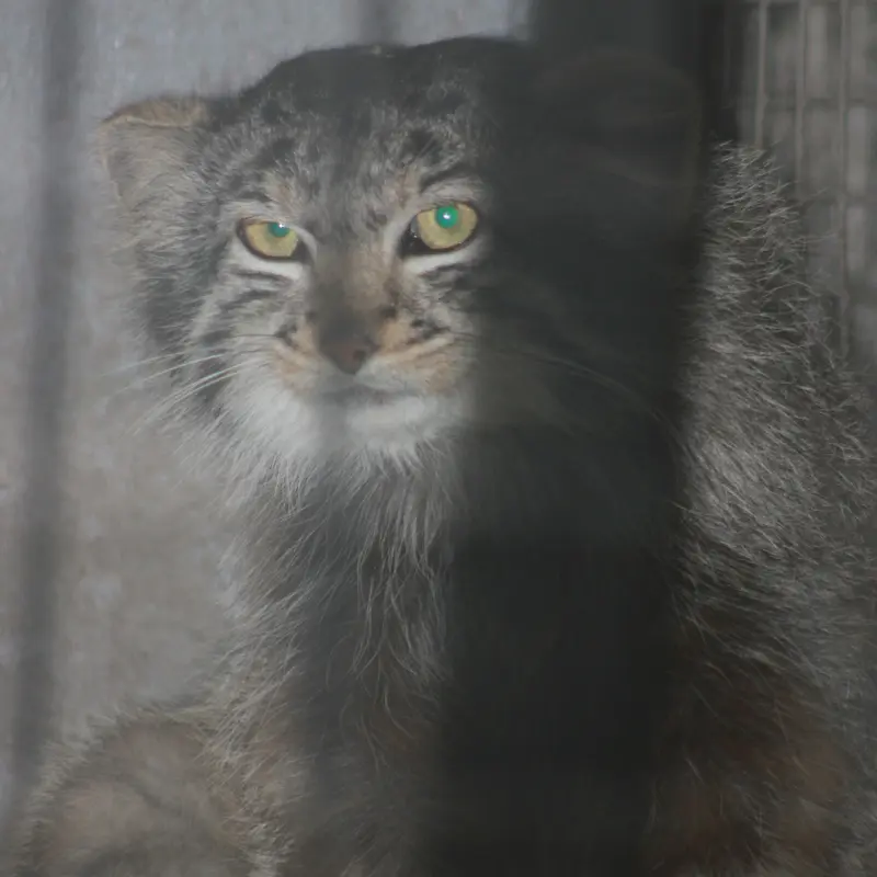 カラガンダ動物園のカラガンダの写真