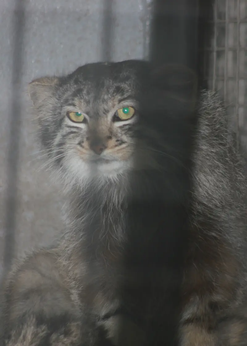 カラガンダ動物園のカラガンダの写真