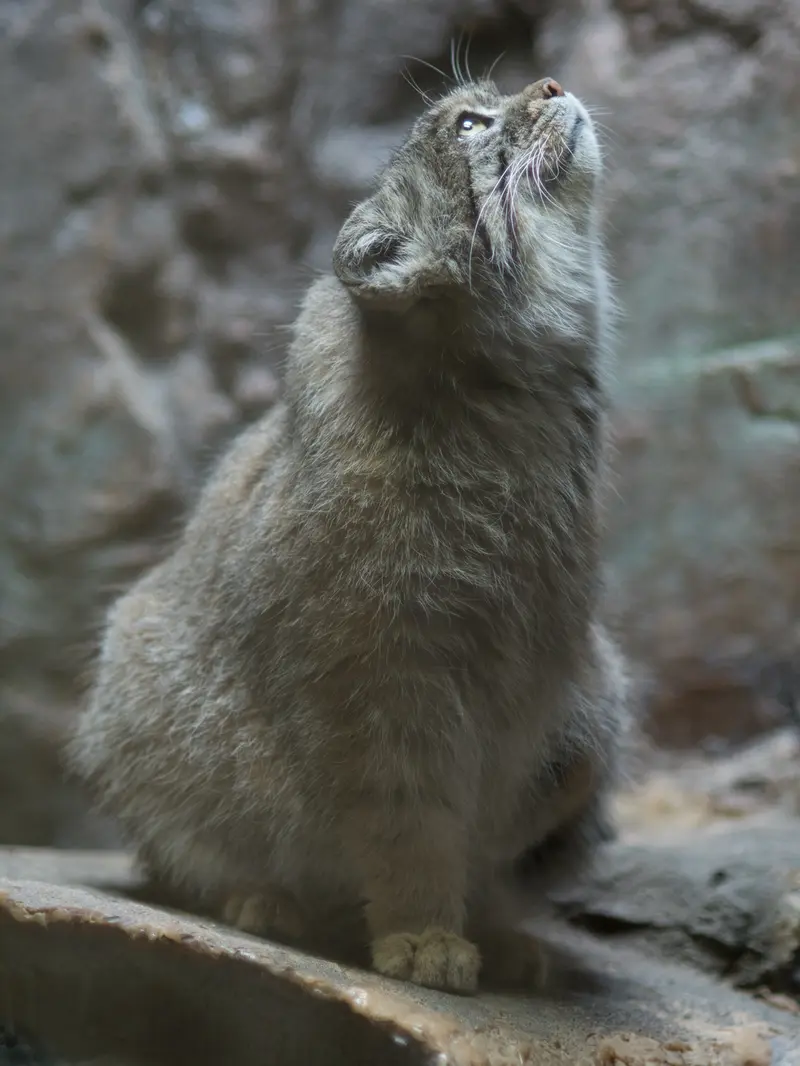 恩賜上野動物園のプリームラの写真