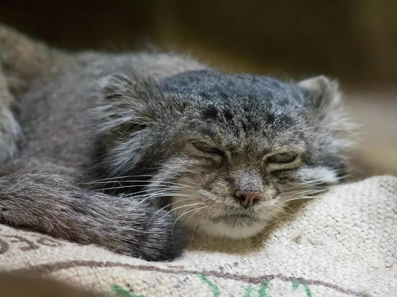 恩賜上野動物園のクリョンの写真
