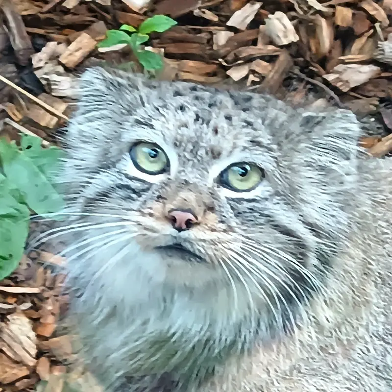 ジャルダン・デ・プラント動物園のマヌルネコのイフル