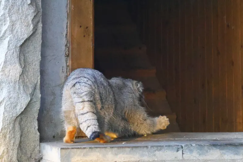 モスクワ動物園のティモフェイの写真