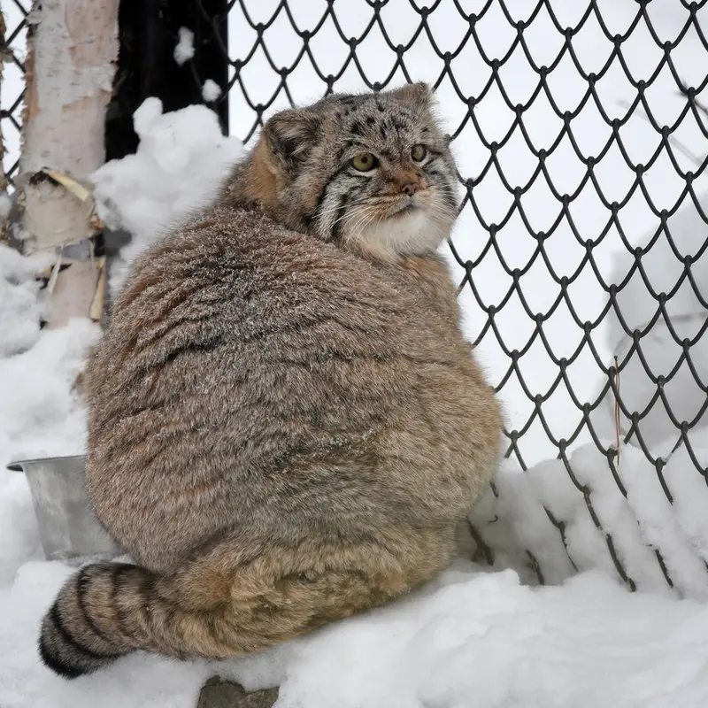 ノヴォシビルスク動物園のコソグラジクの写真