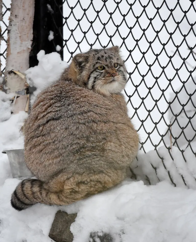 ノヴォシビルスク動物園のコソグラジクの写真