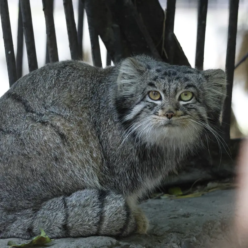 ノヴォシビルスク動物園のカトゥンの写真