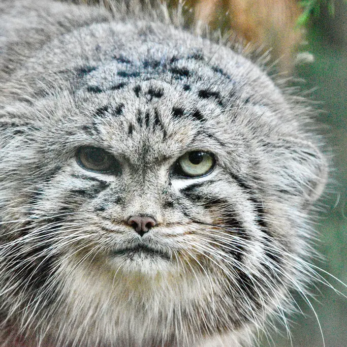 バナム動物園のハルの写真