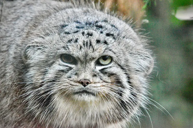 バナム動物園のハルの写真