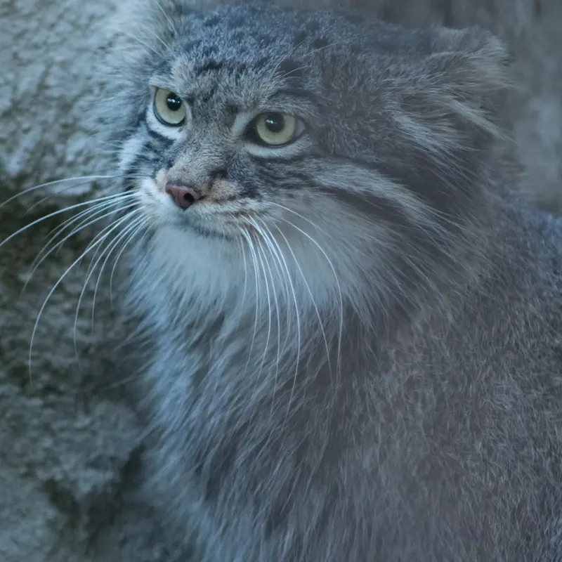 野毛山動物園のフィーガの写真