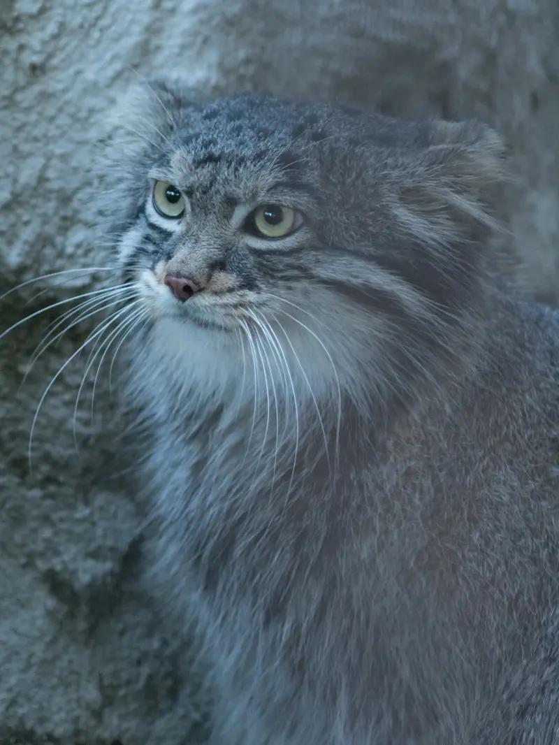 野毛山動物園のフィーガの写真