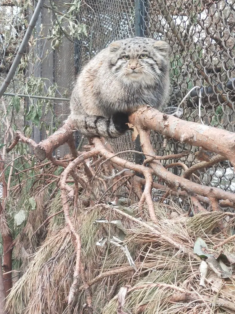 ノヴォシビルスク動物園のグレイの写真