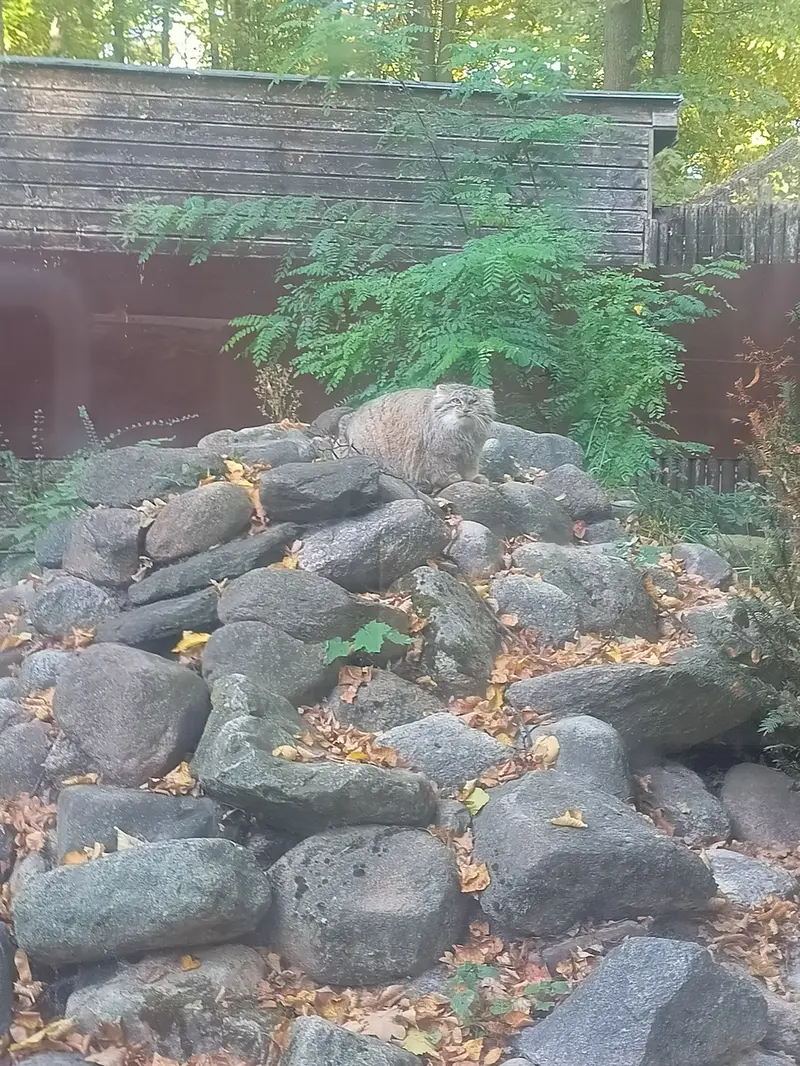 ポズナン新動物園のボジェンカの写真