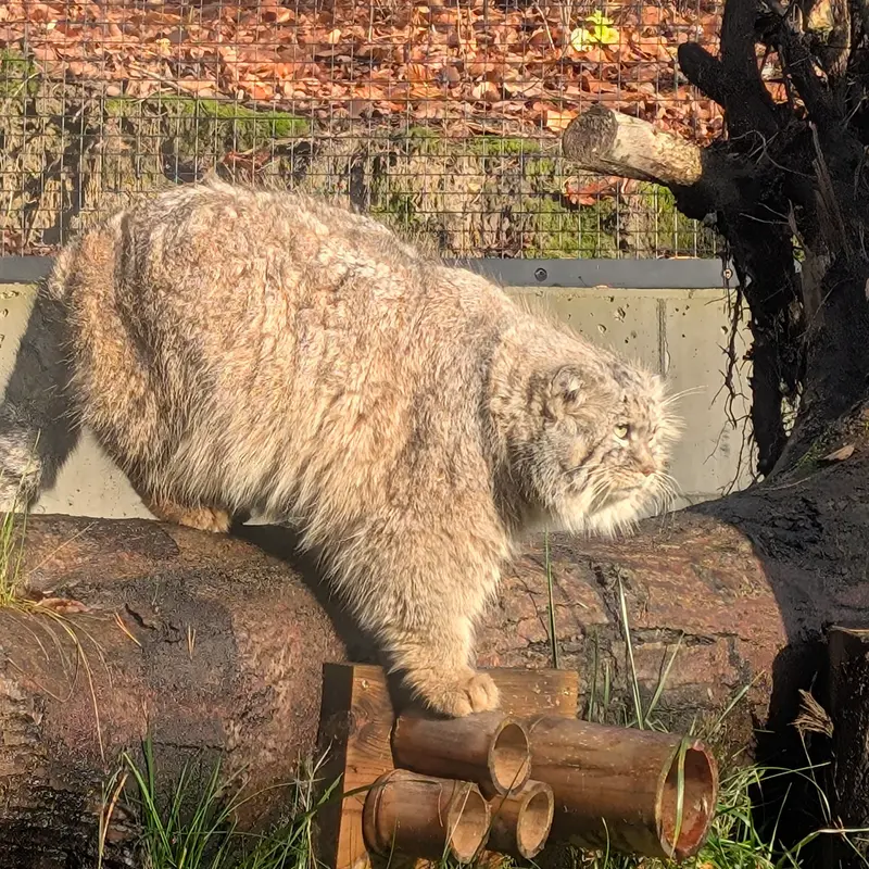 グダニスク動物園のマヌエルの写真