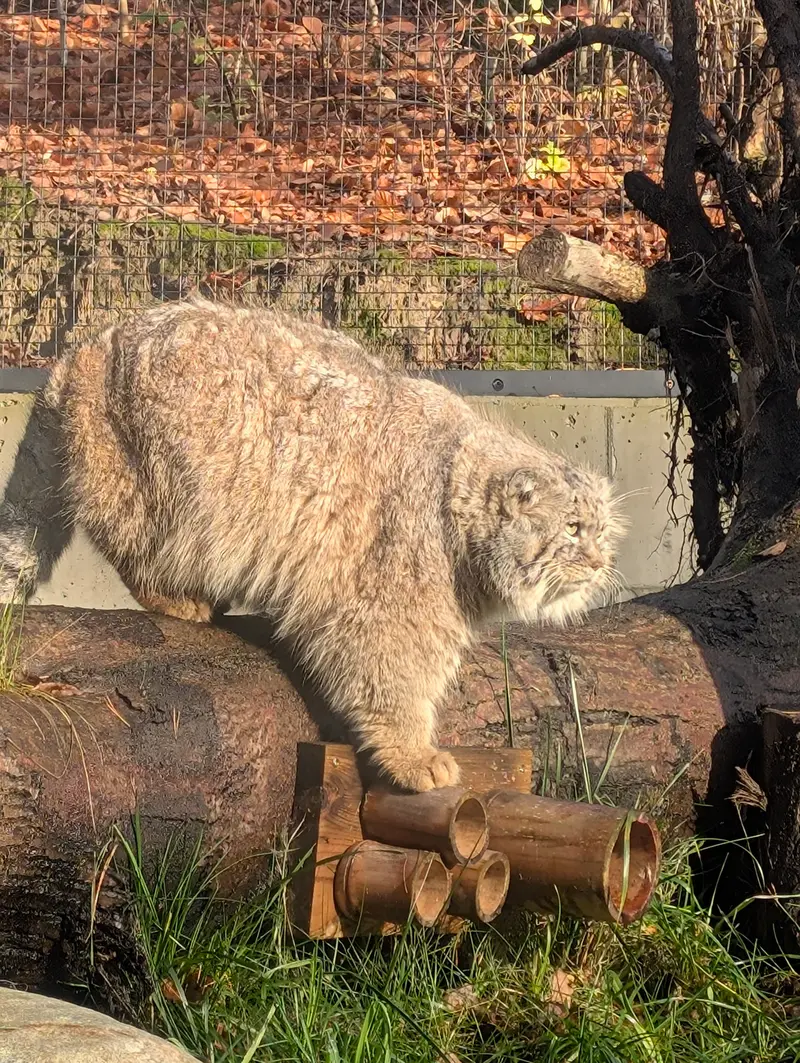 グダニスク動物園のマヌエルの写真