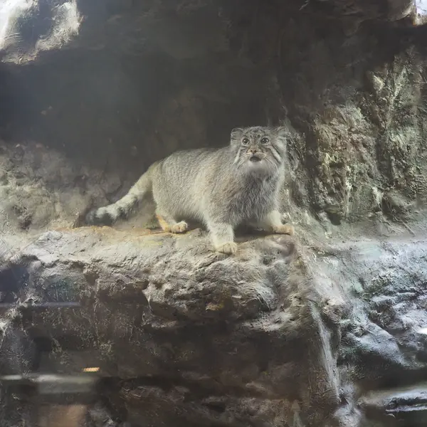 恩賜上野動物園のユスの写真