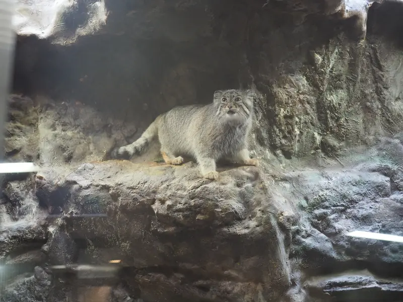 恩賜上野動物園のユスの写真
