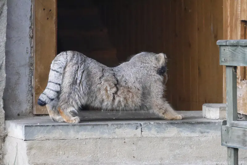 モスクワ動物園のティモフェイの写真