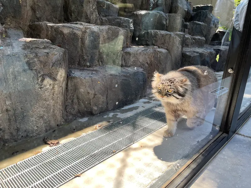 マヌルネコの写真