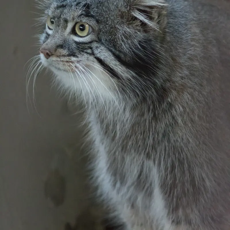 野毛山動物園のフィーガの写真