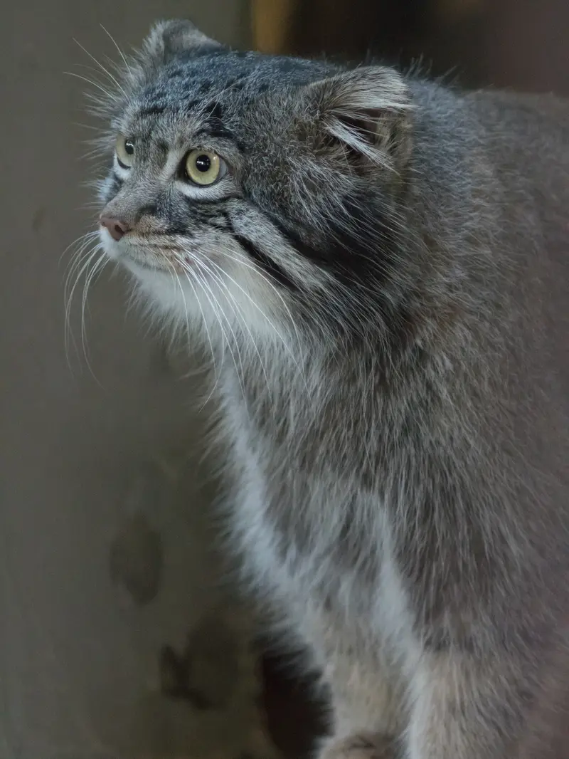 野毛山動物園のフィーガの写真