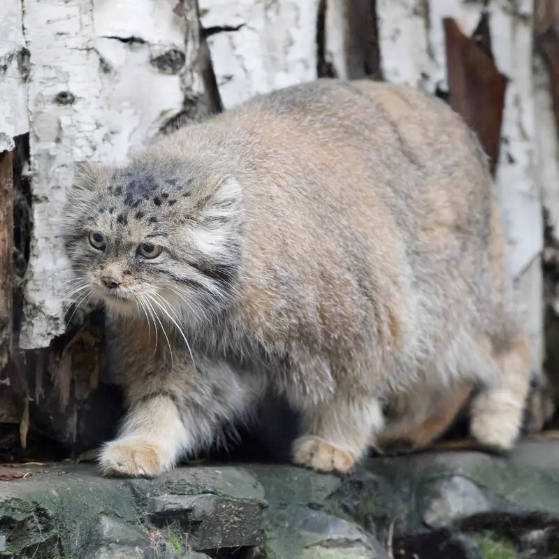 ノヴォシビルスク動物園のラストチカの写真