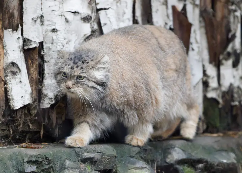ノヴォシビルスク動物園のラストチカの写真