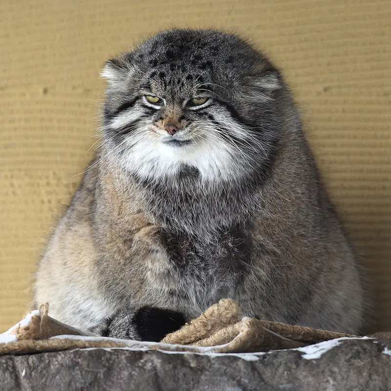 旭山動物園のグルーシャの写真