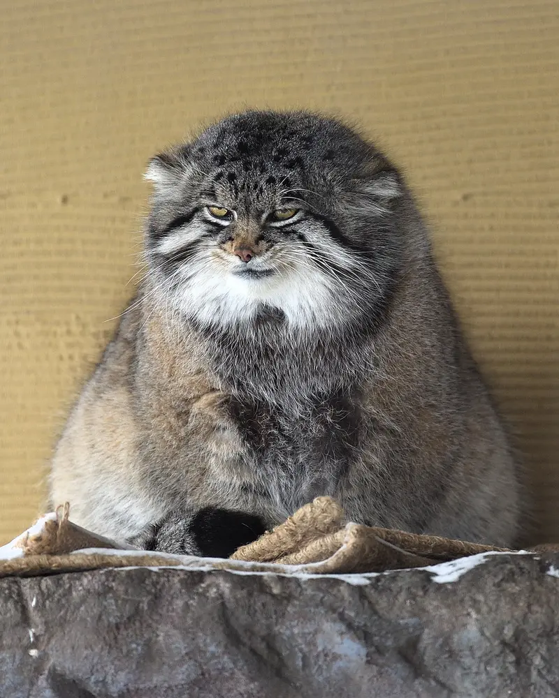 旭山動物園のグルーシャの写真