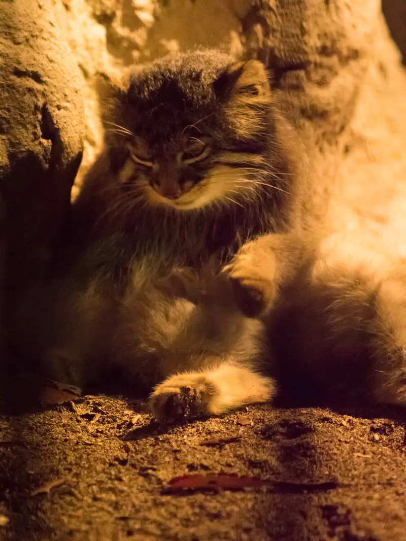 野毛山動物園のフィーガの写真