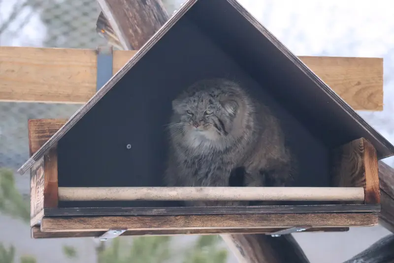 コルケアサーリ動物園のプリンセッサの写真