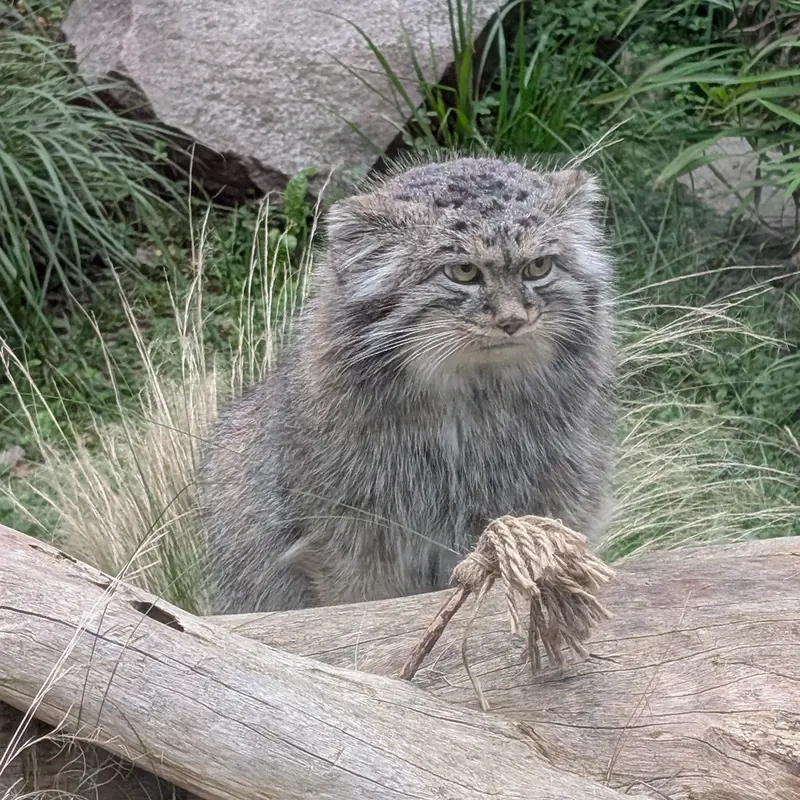 ヴロツワフ動物園のクビの写真