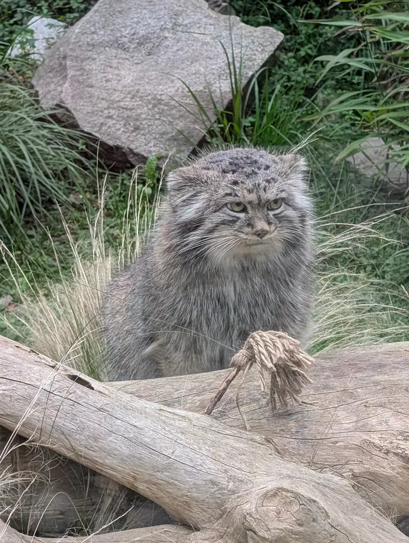 ヴロツワフ動物園のクビの写真