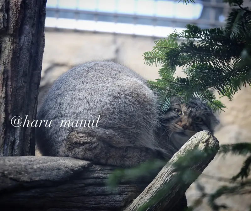 那須どうぶつ王国のマヌルネコの写真