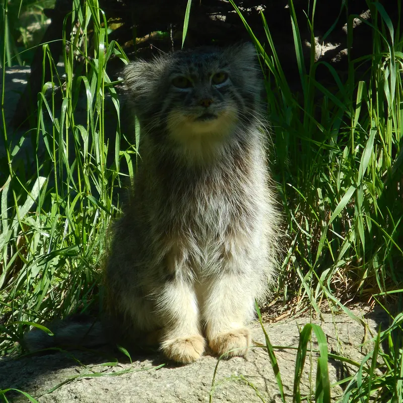 グダニスク動物園のマヌエルの写真