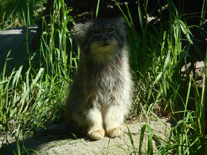 グダニスク動物園のマヌエルの写真