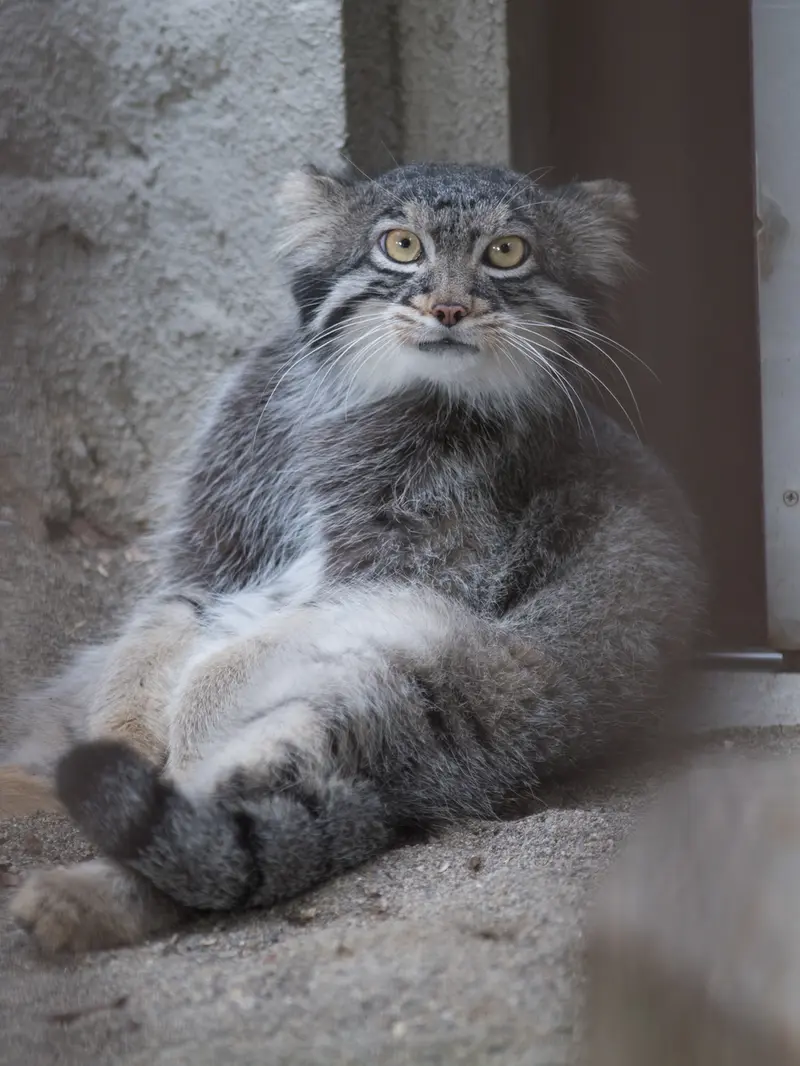 野毛山動物園のフィーガの写真