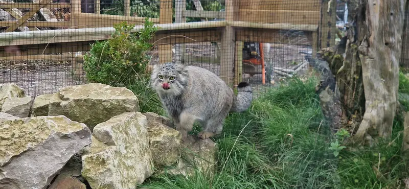 マヌルネコの写真
