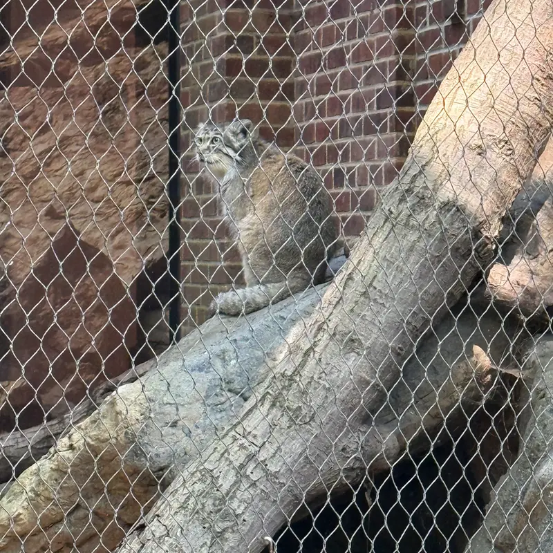 プロスペクト・パーク動物園のバトゥの写真