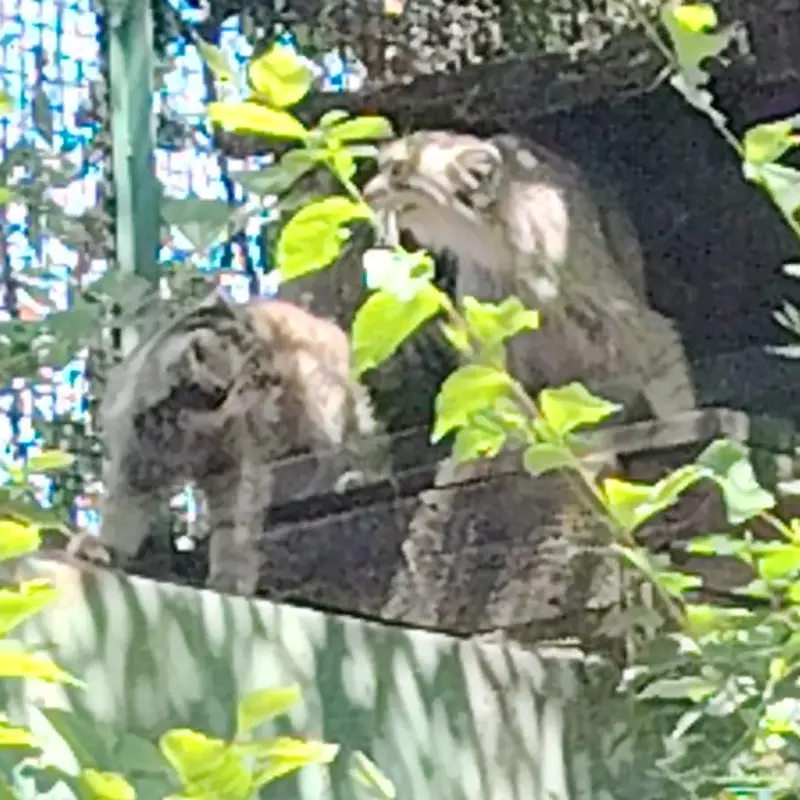 ブダペスト動物園＆植物園のマヌルネコの写真