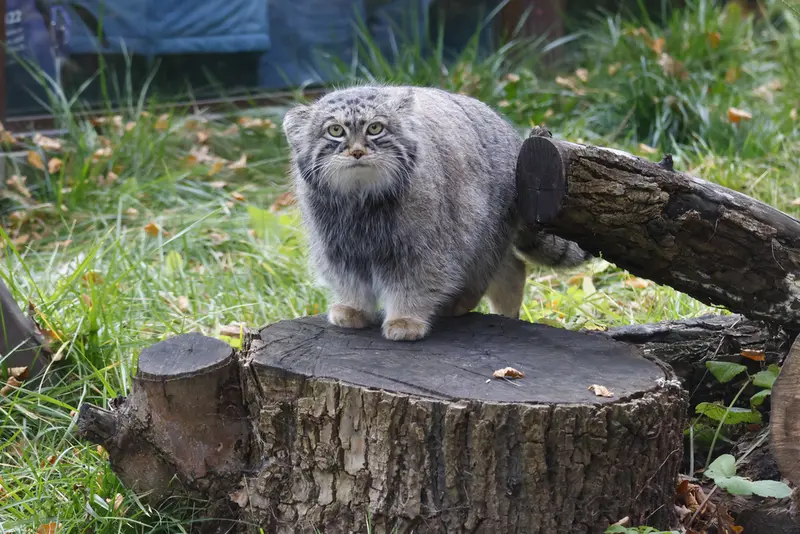 モスクワ動物園のティモフェイの写真