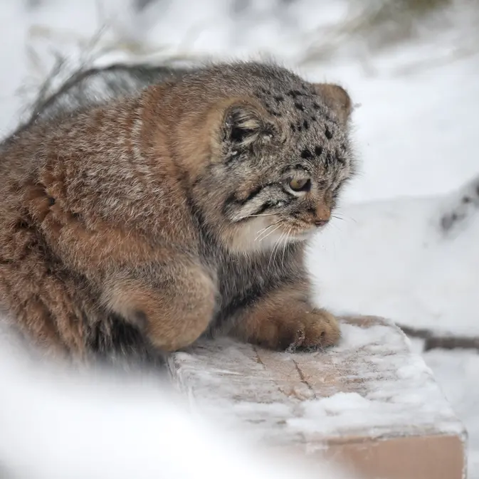 ノヴォシビルスク動物園のコソグラジクの写真