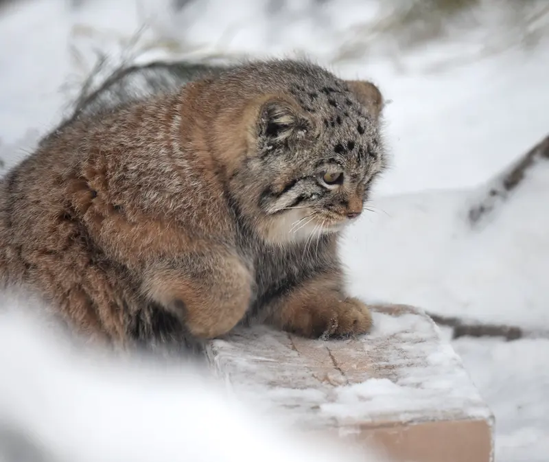 ノヴォシビルスク動物園のコソグラジクの写真