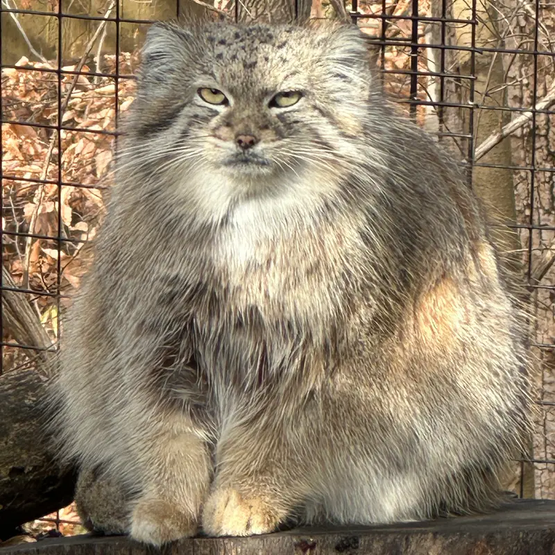 スミソニアン国立動物園のアカルの写真