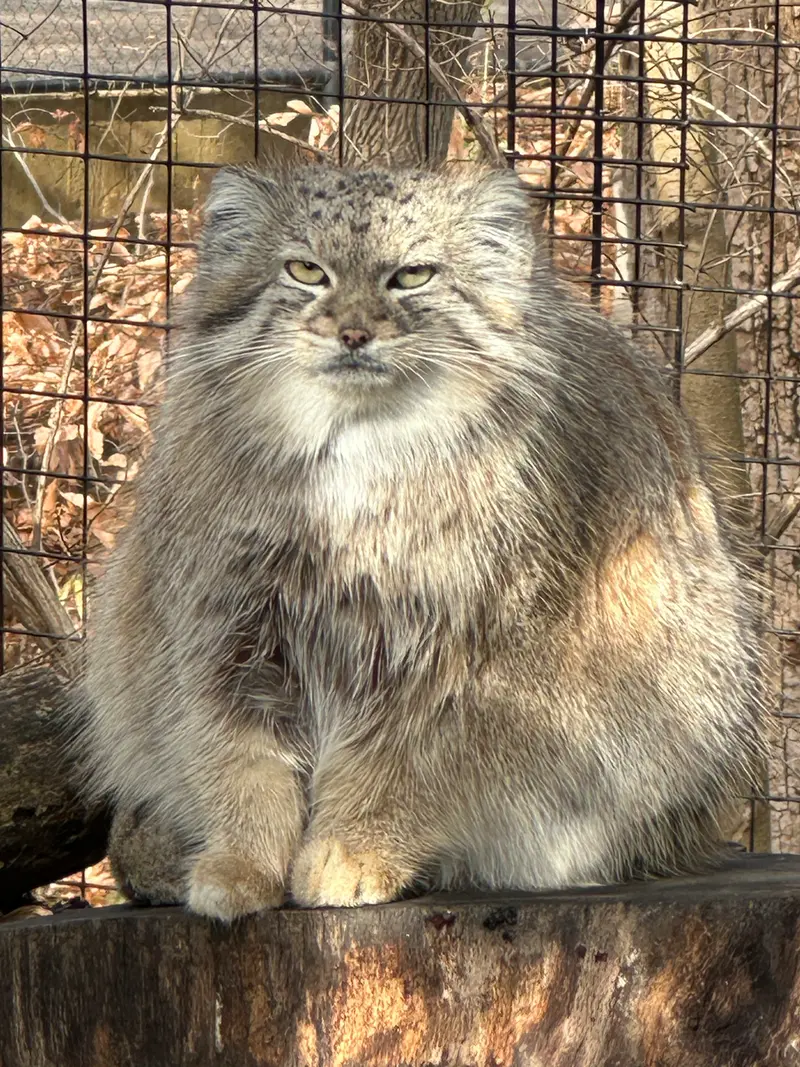 スミソニアン国立動物園のアカルの写真