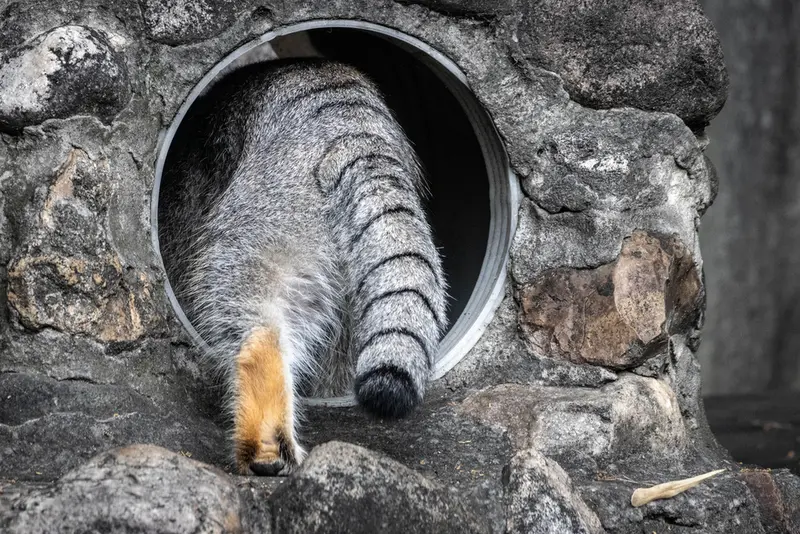 モスクワ動物園のティモフェイの写真
