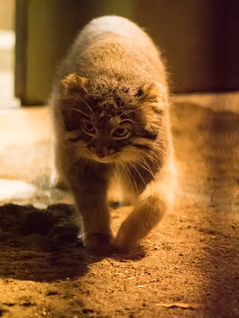 野毛山動物園のフィーガの写真