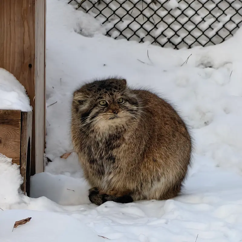 ノヴォシビルスク動物園のラストチカの写真