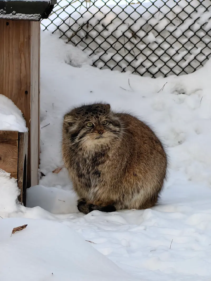 ノヴォシビルスク動物園のラストチカの写真